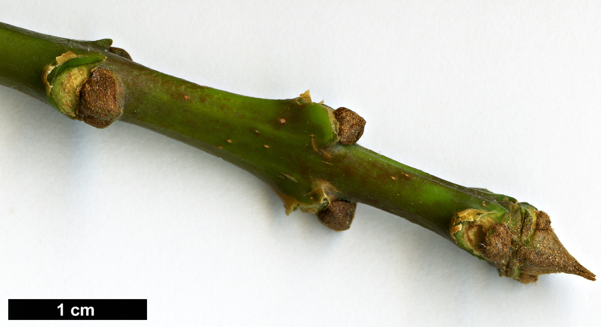 High resolution image: Family: Oleaceae - Genus: Fraxinus - Taxon: coriacea